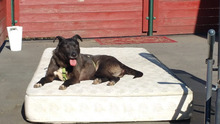 DORI, Hund, Mischlingshund in Südharz - Bild 5