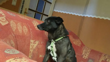 DORI, Hund, Mischlingshund in Südharz - Bild 7