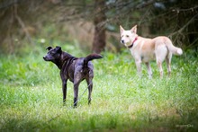 DORI, Hund, Mischlingshund in Südharz - Bild 8