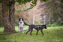 DORI, Hund, Mischlingshund in Südharz - Bild 9