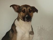 PHOEBE, Hund, Mischlingshund in Rumänien - Bild 2