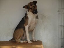 PHOEBE, Hund, Mischlingshund in Rumänien - Bild 3