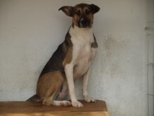 PHOEBE, Hund, Mischlingshund in Rumänien - Bild 4