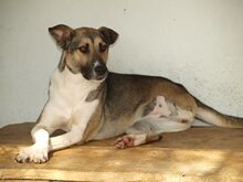PHOEBE, Hund, Mischlingshund in Rumänien - Bild 5