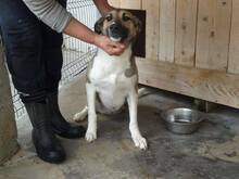 PHOEBE, Hund, Mischlingshund in Rumänien - Bild 6