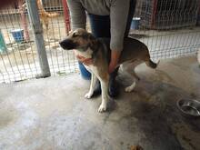 PHOEBE, Hund, Mischlingshund in Rumänien - Bild 7