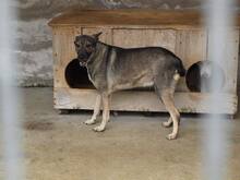 EVITA, Hund, Mischlingshund in Rumänien - Bild 2