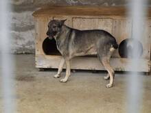 EVITA, Hund, Mischlingshund in Rumänien - Bild 3