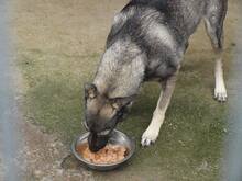 EVITA, Hund, Mischlingshund in Rumänien - Bild 4