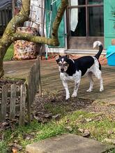KILYAM, Hund, Mischlingshund in Tutzing - Bild 16