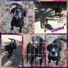 DAMA, Hund, Mischlingshund in Spanien - Bild 11