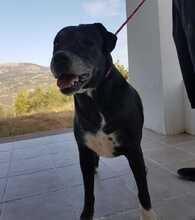 DAMA, Hund, Mischlingshund in Spanien - Bild 2