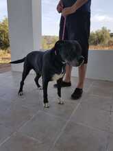 DAMA, Hund, Mischlingshund in Spanien - Bild 4