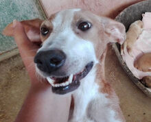 MOLLY, Hund, Mischlingshund in Spanien - Bild 1