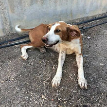 MOLLY, Hund, Mischlingshund in Spanien - Bild 2