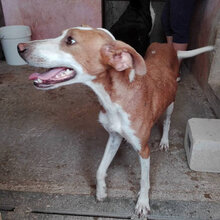 MOLLY, Hund, Mischlingshund in Spanien - Bild 4