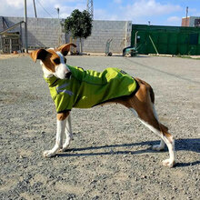 MOLLY, Hund, Mischlingshund in Spanien - Bild 5
