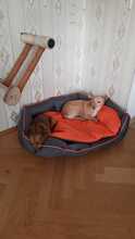 LLILA, Hund, Mischlingshund in Darmstadt - Bild 25