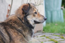 GINO, Hund, Mischlingshund in Wetter - Bild 10