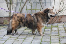 GINO, Hund, Mischlingshund in Wetter - Bild 12