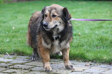 GINO, Hund, Mischlingshund in Wetter - Bild 13