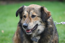 GINO, Hund, Mischlingshund in Wetter - Bild 14