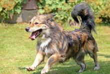 GINO, Hund, Mischlingshund in Wetter - Bild 16