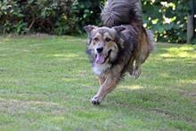 GINO, Hund, Mischlingshund in Wetter - Bild 17