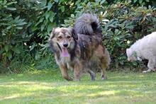 GINO, Hund, Mischlingshund in Wetter - Bild 19