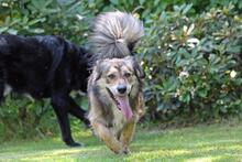 GINO, Hund, Mischlingshund in Wetter - Bild 20