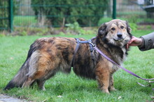 GINO, Hund, Mischlingshund in Wetter - Bild 3