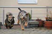 GINO, Hund, Mischlingshund in Wetter - Bild 5