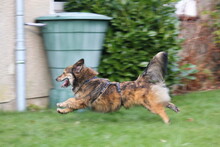 GINO, Hund, Mischlingshund in Wetter - Bild 6