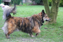 GINO, Hund, Mischlingshund in Wetter - Bild 7
