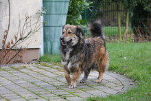 GINO, Hund, Mischlingshund in Wetter - Bild 8