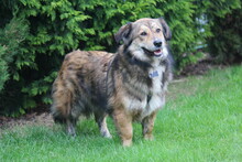 GINO, Hund, Mischlingshund in Wetter - Bild 9