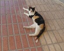 IRIS, Katze, Europäisch Kurzhaar in Spanien - Bild 8
