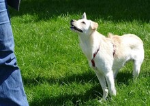 CHICHA, Hund, Mischlingshund in Sparneck - Bild 2
