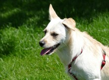 CHICHA, Hund, Mischlingshund in Sparneck - Bild 4