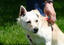 CHICHA, Hund, Mischlingshund in Sparneck - Bild 5