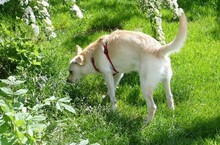 CHICHA, Hund, Mischlingshund in Sparneck - Bild 7