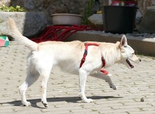 CHICHA, Hund, Mischlingshund in Sparneck - Bild 8