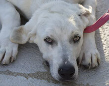 KEKO, Hund, Labrador-Mix in Spanien - Bild 6