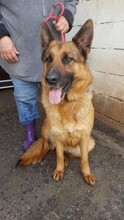 DUQUESA, Hund, Deutscher Schäferhund in Spanien - Bild 1