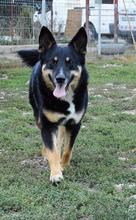 VASILEE, Hund, Mischlingshund in Rumänien - Bild 1
