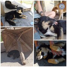 VASILEE, Hund, Mischlingshund in Rumänien - Bild 2