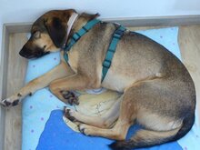 CONNOR, Hund, Mischlingshund in Regensburg - Bild 21