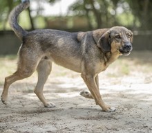 CONNOR, Hund, Mischlingshund in Regensburg - Bild 30