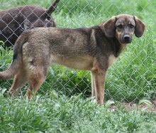 CONNOR, Hund, Mischlingshund in Regensburg - Bild 31