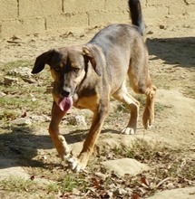 CONNOR, Hund, Mischlingshund in Regensburg - Bild 34